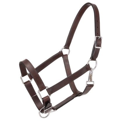 Royal King Draft Horse Stable Halter